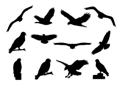 12-buzzard-silhouettes-on-a-transparent-great-for-element-illustration-or-icons