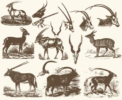 Vintage_Oryx_Illustrations